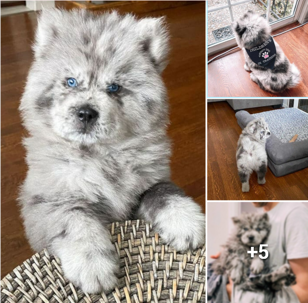 Meet Oreo Cloud, the Adorable Pooch with a Sweet and Fluffy McFlurry-Like Appearance