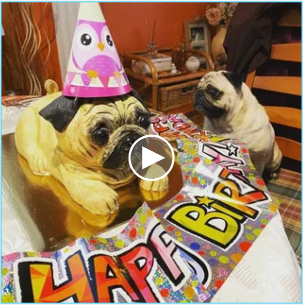 A Heartwarming Surprise: The Unforgettable Birthday that Made a 6-Year-Old Dog Cry Tears of Joy